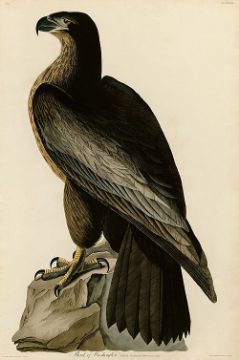 Bird of Washington