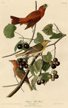 Summer red bird