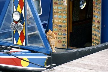 Barge cat on the prowl