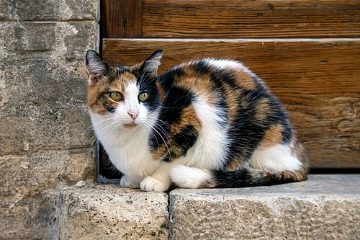 Calico cat in Assisi