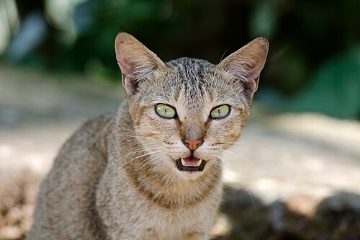 Cat face