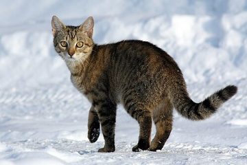 Cat in the snow