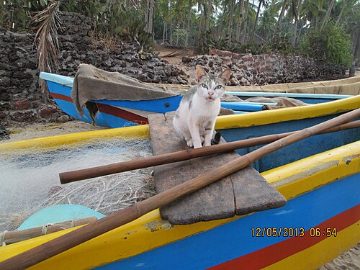 Cat on a fishing canoe
