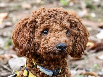 Curly poodle