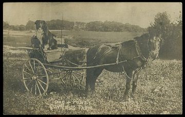 Dog and pony, 1908