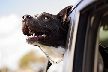 Dog in a car