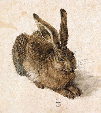 Young hare