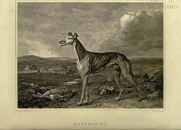 Greyhound