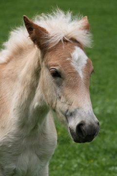 Haflinger foal