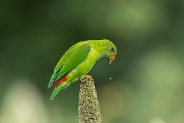 Hanging parrot