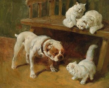 Dog and cats