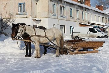 Horse-drawn sleighs