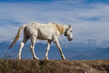 Horse in the mountains