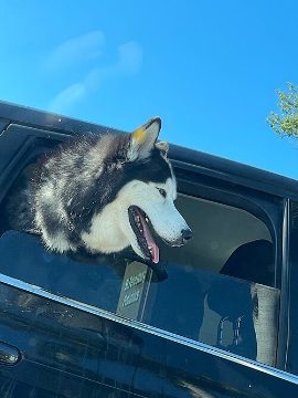 Husky in the window