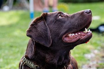 Labrador