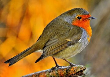 Robin