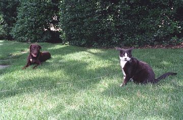 Socks and Buddy