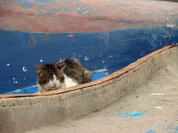 Stray cat on a boat
