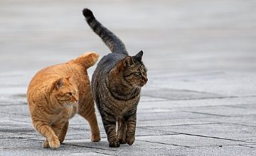 Two tabby cats