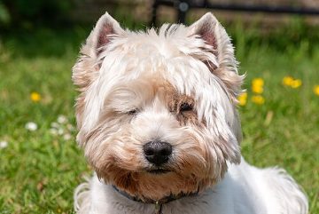 Westie