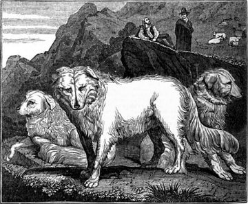Wolf dogs of the Abruzzi